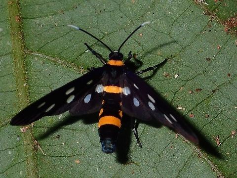 Wasp Moth - Amata sp  Amata,Amata sp,Fall,Geotagged,Malaysia,Moth,Sabah,Wasp Moth