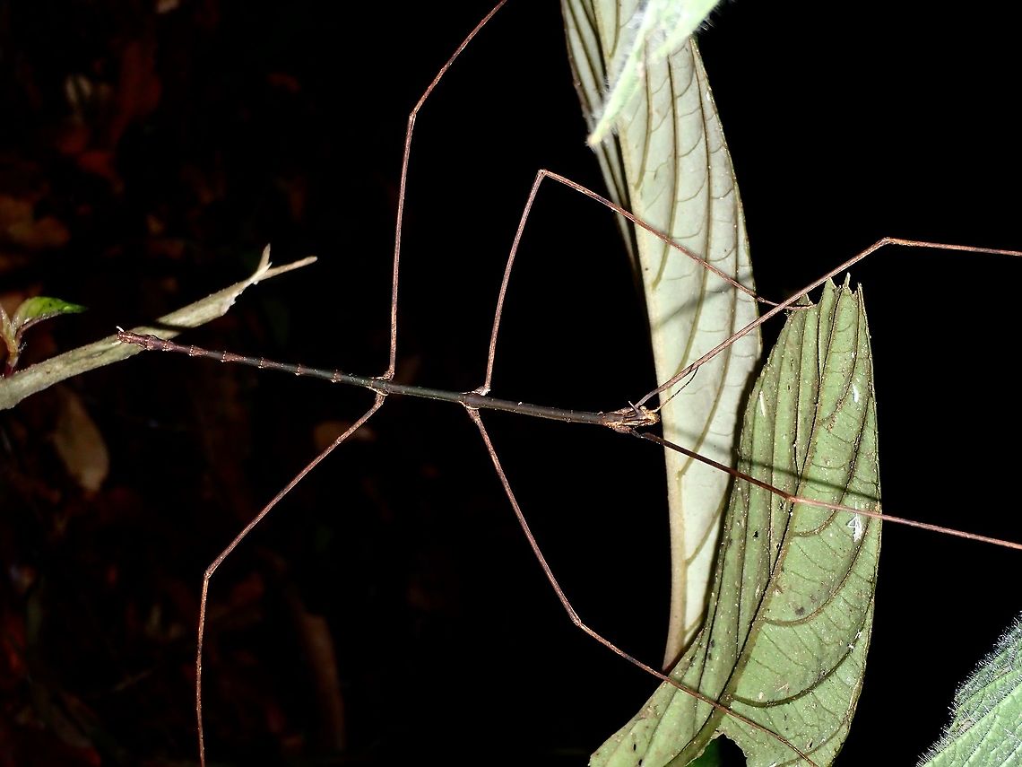 Stick Insect, Phasmid - Prosentoria arrogans This is the male Phasmid of the species, Prosentoria arrogans.<br />
<br />
Female of this species can be seen here :<br />
<br />
<figure class="photo"><a href="https://www.jungledragon.com/image/45002/stick_insect_phasmid_-_prosentoria_arrogans.html" title="Stick Insect, Phasmid - Prosentoria arrogans"><img src="https://s3.amazonaws.com/media.jungledragon.com/images/2994/45002_thumb.jpg?AWSAccessKeyId=05GMT0V3GWVNE7GGM1R2&Expires=1759968010&Signature=igWch0RUWW3PwSLlof2ArCDH5xE%3D" width="200" height="134" alt="Stick Insect, Phasmid - Prosentoria arrogans This is a female Phasmid of the species Prosentoria arrogans.<br />
<br />
Close-up of her can be seen here :<br />
<br />
https://www.jungledragon.com/image/44809/stick_insect_phasmid_-_prosentoria_arrogans.html<br />
<br />
Males of this species can be seen here :<br />
<br />
https://www.jungledragon.com/image/47056/stick_insect_phasmid_-_prosentoria_arrogans.html<br />
 Geotagged,Malaysia,Prosentoria arrogans,Sarawak,Summer" /></a></figure><br />
 Fall,Geotagged,Malaysia,Phasmid,Prosentoria arrogans,Sabah,Stick Insect