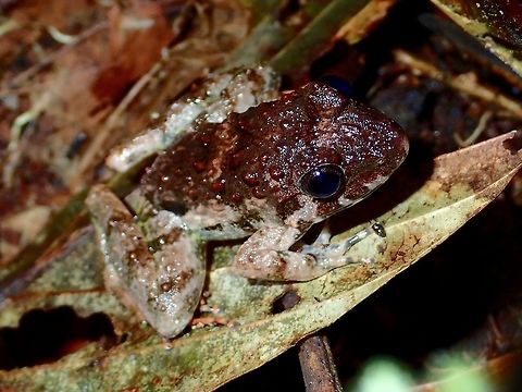 Toad  Amphibian,Fall,Geotagged,Limnonectes malesianus,Malaysia,Malesian Frog,Sabah,Toad