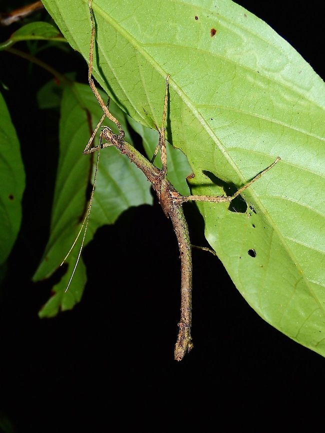Stick Insect, Phasmid - Centrophasma longipennis This is a male sub-adult Phasmid of the species Centrophasma longipennis.<br />
The wings are not fully developed yet and he is starting to show some spines on his thorax. Centrophasma longipennis,Fall,Geotagged,Malaysia,Phasmid,Sabah,Stick Insect