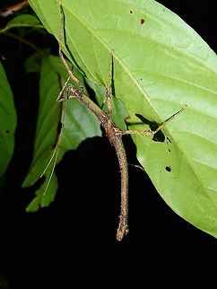 Stick Insect, Phasmid - Centrophasma longipennis This is a male sub-adult Phasmid of the species Centrophasma longipennis.
The wings are not fully developed yet and he is starting to show some spines on his thorax. Centrophasma longipennis,Fall,Geotagged,Malaysia,Phasmid,Sabah,Stick Insect