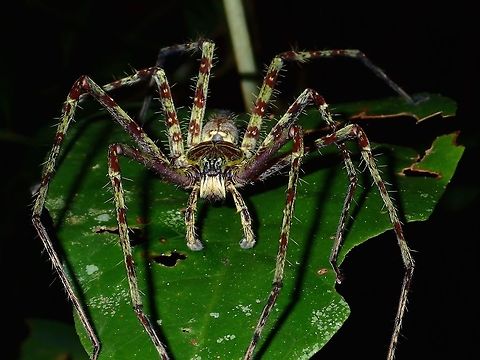 Lichen Huntsman Spider - Heteropoda boiei  Fall,Geotagged,Heteropoda boiei,Huntsman Spider,Lichen Huntsman Spider,Malaysia,Sabah,Spider