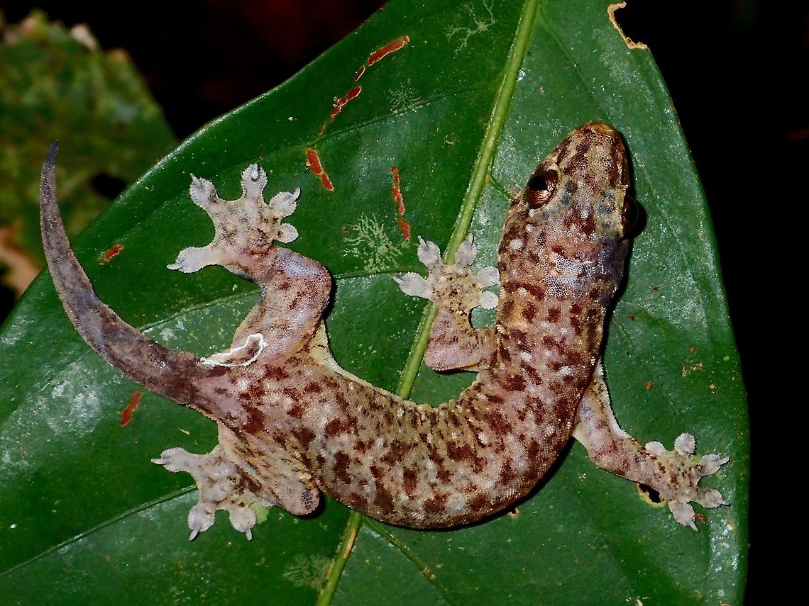 Four-Clawed Gecko - Gehyra mutilata This is a juvenile Four-Clawed Gecko - Gehyra mutilata. Fall,Four-Clawed Gecko,Gecko,Gehyra mutilata,Geotagged,Malaysia