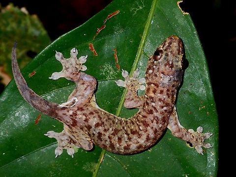Four-Clawed Gecko - Gehyra mutilata This is a juvenile Four-Clawed Gecko - Gehyra mutilata. Fall,Four-Clawed Gecko,Gecko,Gehyra mutilata,Geotagged,Malaysia