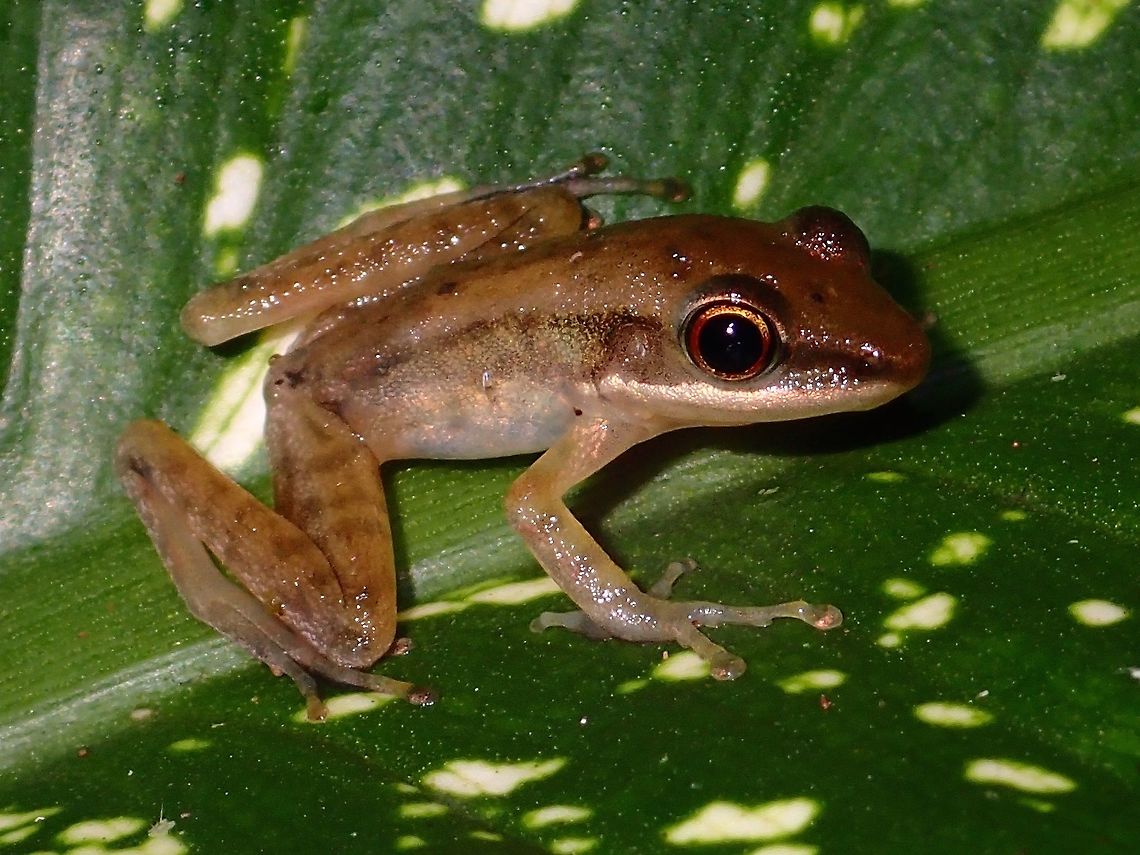 Frog  Amphibian,Chalcorana raniceps,Copper-cheeked Frog,Fall,Frog,Geotagged,Hylarana raniceps,Malaysia,Sabah