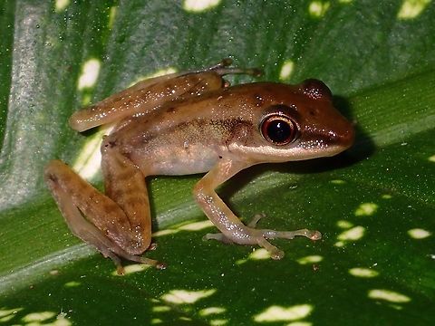 Frog  Amphibian,Chalcorana raniceps,Copper-cheeked Frog,Fall,Frog,Geotagged,Hylarana raniceps,Malaysia,Sabah
