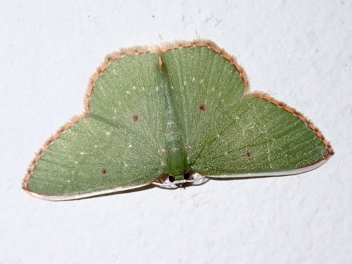 Moth Green Moth with brown edges on its wings and brown spot on each wings.<br />
It was attracted by the light of the buildings at Tawau Hills Park. Fall,Geotagged,Malaysia,Moth,Sabah