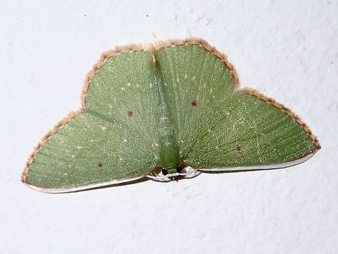 Moth Green Moth with brown edges on its wings and brown spot on each wings.
It was attracted by the light of the buildings at Tawau Hills Park. Fall,Geotagged,Malaysia,Moth,Sabah