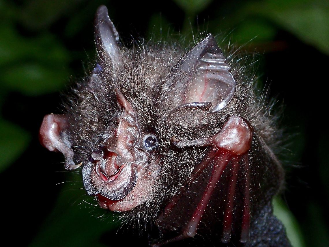 Tiny Bat, Francis' Wooly Horshoe Bat - Rhinolophus francisi This was a Tiny Bat seen during a night walk at Tawau Hills Park.<br />
It was hanging from a small branch by the side of a trail.<br />
<br />
See this post for the size reference :<br />
<br />
<figure class="photo"><a href="https://www.jungledragon.com/image/47065/francis_wooly_horseshoe_bat_-_rhinolophus_francisi.html" title="Francis&#039; Wooly Horseshoe Bat - Rhinolophus francisi"><img src="https://s3.amazonaws.com/media.jungledragon.com/images/2994/47065_thumb.jpg?AWSAccessKeyId=05GMT0V3GWVNE7GGM1R2&Expires=1759968010&Signature=%2F5FWIVEeRFkdMCr%2FeQ9On8s3x5o%3D" width="114" height="152" alt="Francis&#039; Wooly Horseshoe Bat - Rhinolophus francisi This was a tiny Bat, probably less than 5 cm in height.  Same Bat as in previous post, here with my index finger next to it for size reference. Bat,Fall,Francis&#039; Wooly Horseshoe Bat,Geotagged,Malaysia,Rhinolophus francisi,Sabah,Tawau,Wooly Horseshoe Bat" /></a></figure> Bat,Fall,Francis' Wooly Horseshoe Bat,Geotagged,Malaysia,Rhinolophus francisi,Sabah,Tawau,Wooly Horseshoe Bat