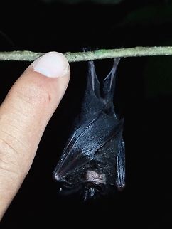 Francis' Wooly Horseshoe Bat - Rhinolophus francisi This was a tiny Bat, probably less than 5 cm in height.  Same Bat as in previous post, here with my index finger next to it for size reference. Bat,Fall,Francis' Wooly Horseshoe Bat,Geotagged,Malaysia,Rhinolophus francisi,Sabah,Tawau,Wooly Horseshoe Bat