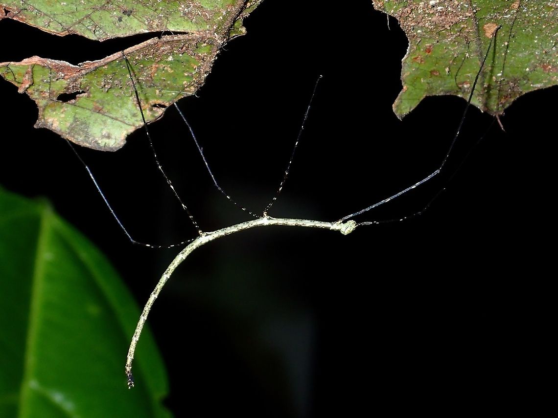 Stick Nymph This is a nymphs of a Phasmid, unfortunately not able to tell of what species Fall,Geotagged,Malaysia,Phasmid,Sabah,Stick Insect