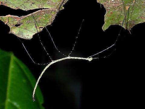 Stick Nymph This is a nymphs of a Phasmid, unfortunately not able to tell of what species Fall,Geotagged,Malaysia,Phasmid,Sabah,Stick Insect