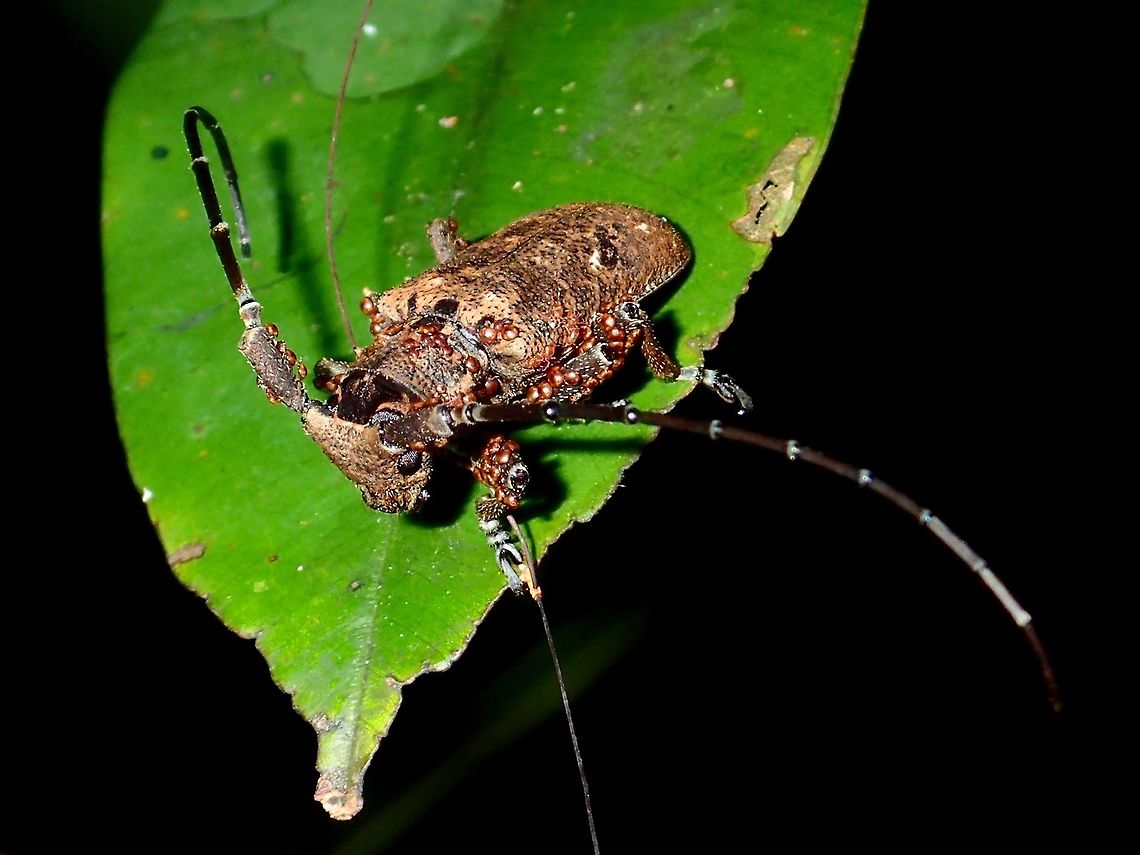 Longhorn Beetle  Beetle,Fall,Geotagged,Longhorn Beetle,Malaysia,Sabah