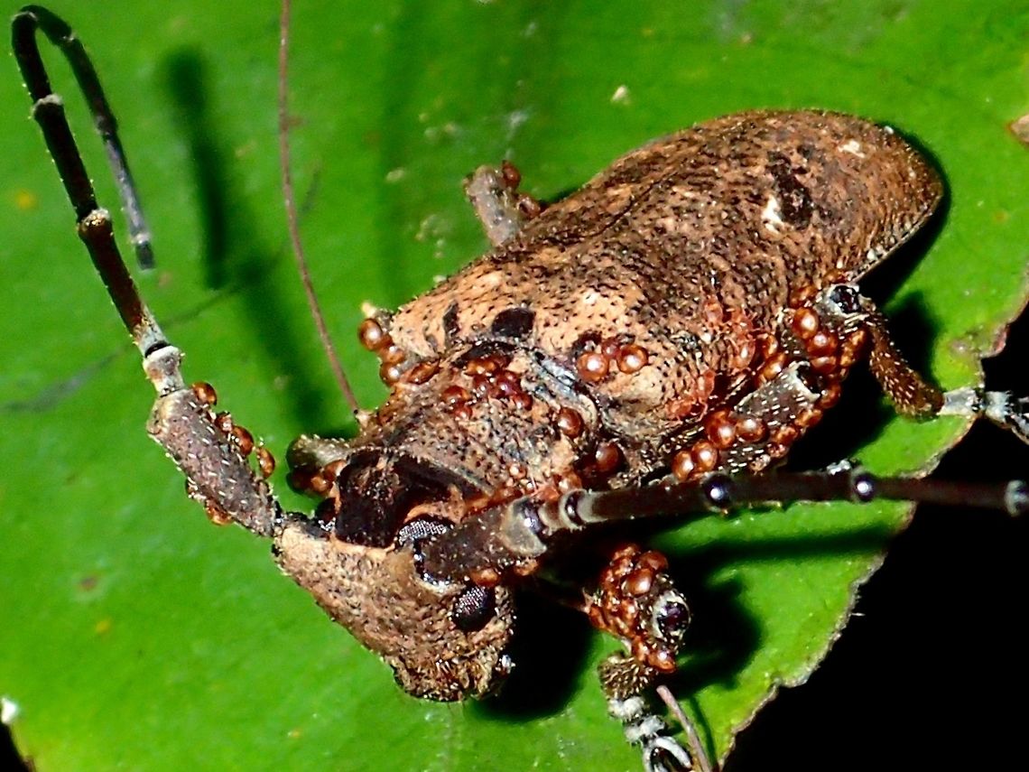 Longhorn Beetles with Parasites This is the same Longhorn Beetle as in previous Spotting.<br />
Close-up picture of it shows it has lots of parasites all over its body, head and antenna! Acari,Beetle,Cerambycidae,Coleoptera,Fall,Geotagged,Longhorn Beetle,Malaysia,Parasites,Phoresy,Sabah