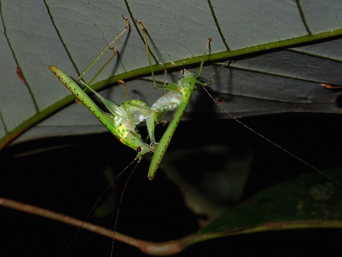 Katydid Love A pair of Katydid busy making out Fall,Geotagged,Katydid,Malaysia,Sabah