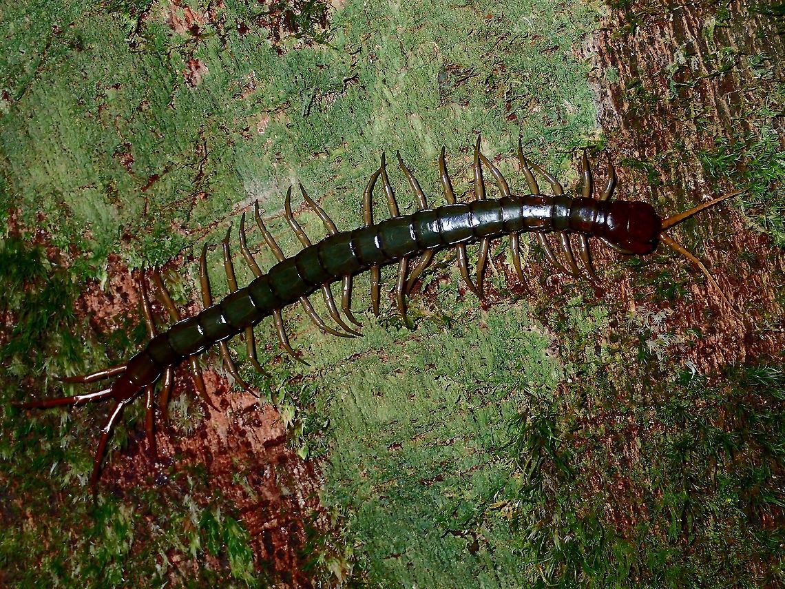 Centipede Quite a large sized Centipede, around 15 cm in length, seen on a tree trunk on a night walk. Centipede,Fall,Geotagged,Malaysia,Sabah,Scolopendra multidens
