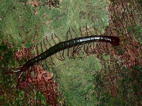 Centipede Quite a large sized Centipede, around 15 cm in length, seen on a tree trunk on a night walk. Centipede,Fall,Geotagged,Malaysia,Sabah,Scolopendra multidens