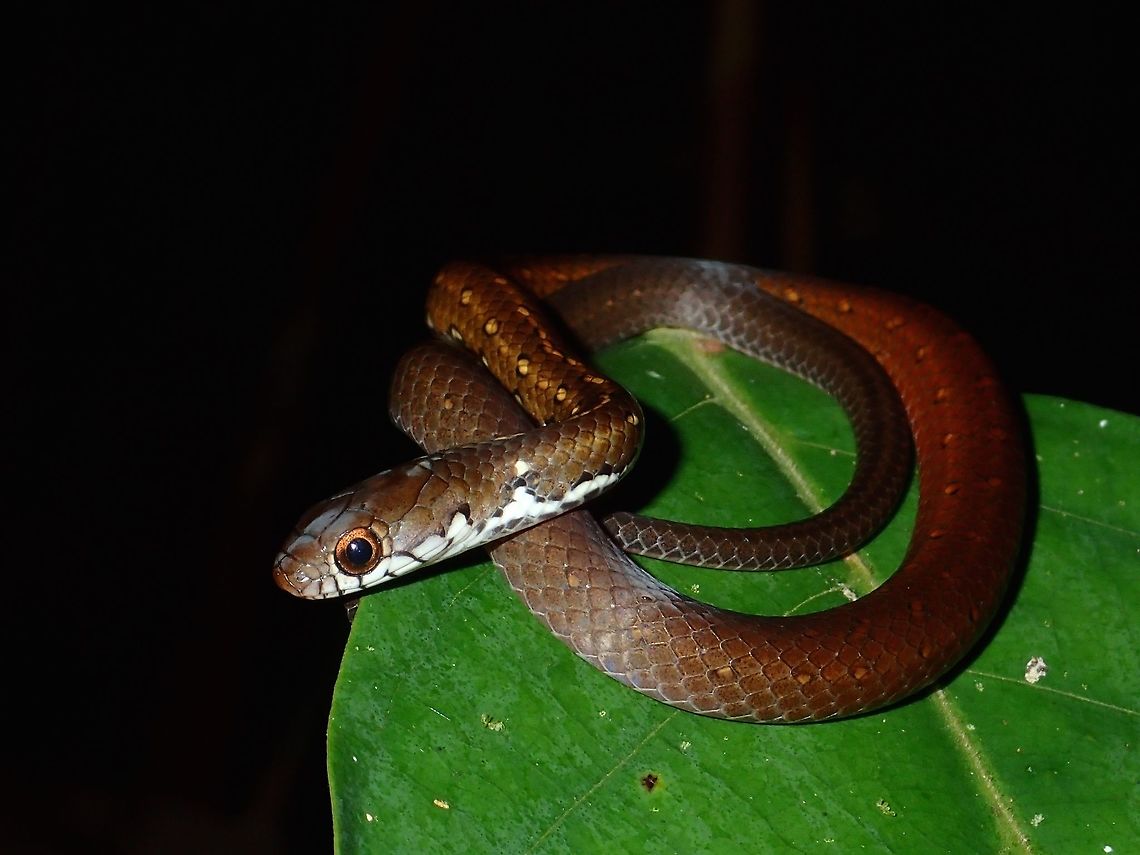 Little Snake Not sure if this is a juvenile snake or its a small Snake, just around 30 cm in length, seen during a night walk at Tawau Hiils Park. Fall,Geotagged,Gongylosoma baliodeirus,Malaysia,Sabah,Snake,Spotted Ground Snake,Tawau