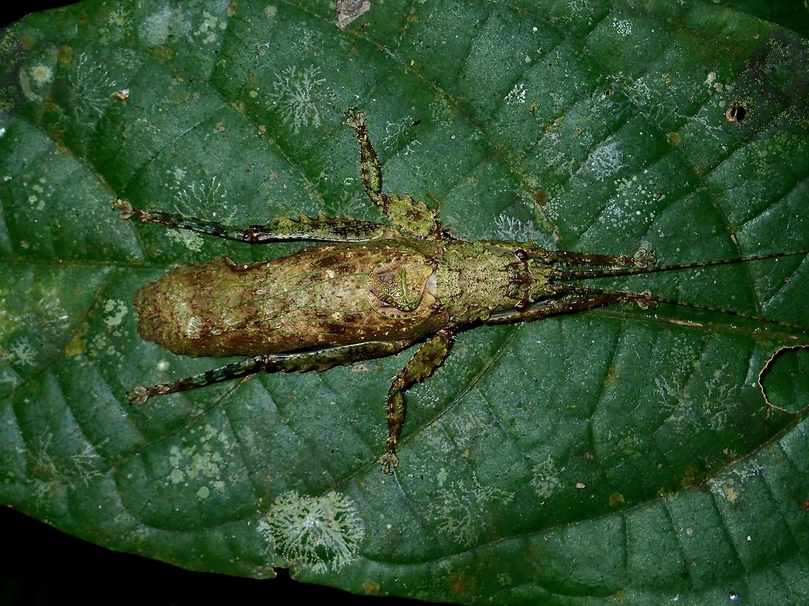 Lichen Katydid Katydid with lichen markings on its body for camouflage.<br />
<br />
Possible ID - Olcinia dentata Fall,Geotagged,Katydid,Malaysia,Olcinia dentata,Sabah,Tawau