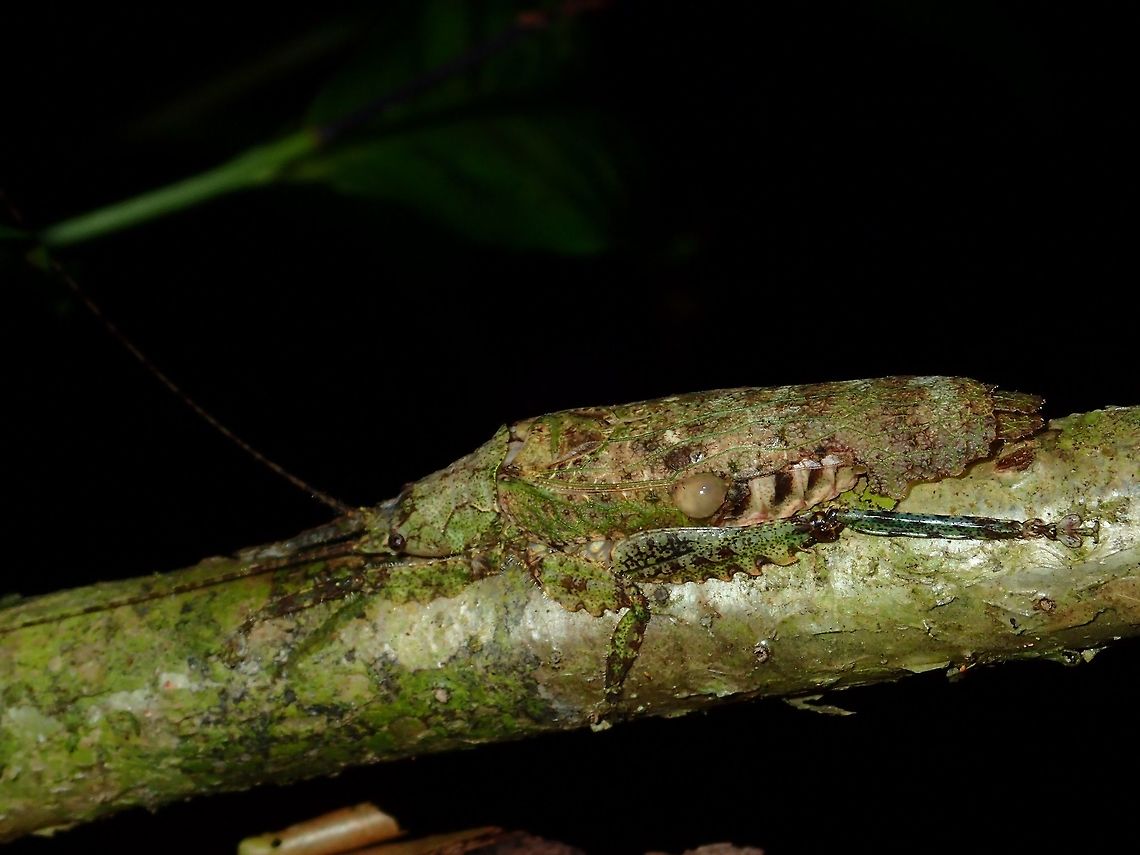 Lichen Katydid Camouflage This is the same Katydid as in previous Spotting, it moved from the leaf to a small branch, and it is equally well camouflaged on the branch.<br />
<br />
Possible ID - Olcinia dentata Fall,Geotagged,Katydid,Malaysia,Olcinia dentata,Sabah,Tawau