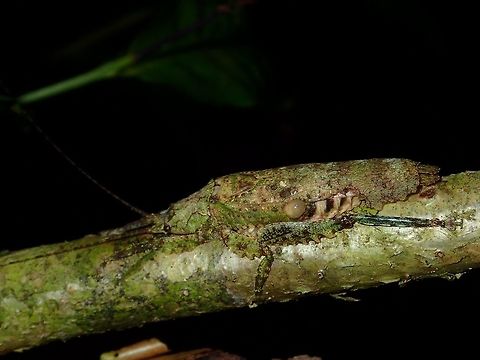 Lichen Katydid Camouflage This is the same Katydid as in previous Spotting, it moved from the leaf to a small branch, and it is equally well camouflaged on the branch.

Possible ID - Olcinia dentata Fall,Geotagged,Katydid,Malaysia,Olcinia dentata,Sabah,Tawau