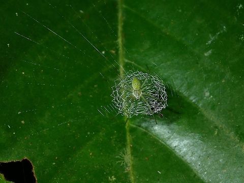 Green Spider - Argiope chloreis Small Green Spider with interesting webbings Argiope chloreis,Fall,Geotagged,Green Zig Zag Spider,Malaysia,Sabah,Spider,Tawau