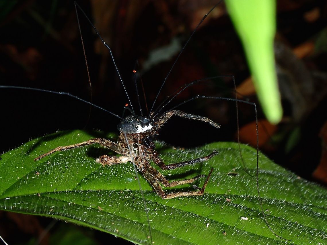 Daddy Long Legs feeding on Spider Was surprised to see this Daddy Long Legs feeding on a Spider Daddy Long Legs,Fall,Geotagged,Harvestman,Malaysia,Opiliones,Sabah,Tawau