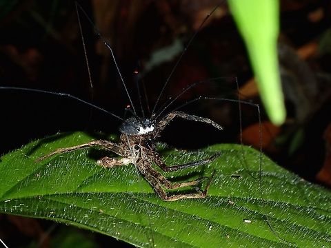 Daddy Long Legs feeding on Spider Was surprised to see this Daddy Long Legs feeding on a Spider Daddy Long Legs,Fall,Geotagged,Harvestman,Malaysia,Opiliones,Sabah,Tawau