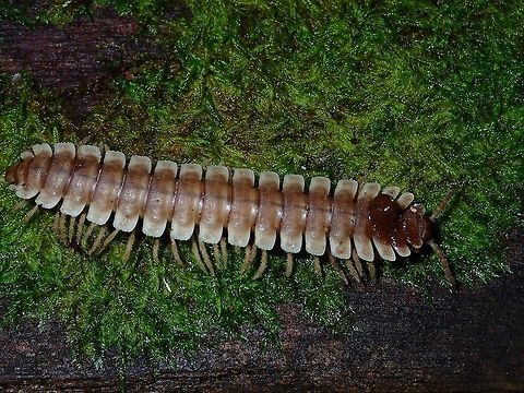 Tractor Millipede Usually, I see them in black or darker brown colours, but this one is of lighter colour. Fall,Geotagged,Malaysia,Millipede,Sabah,Tawau,Tractor Millipede