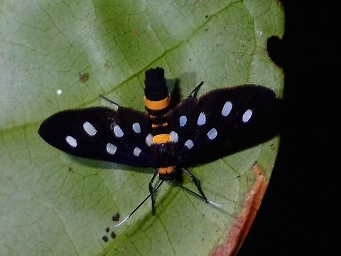Wasp Moth - Amata sp  Amata sp,Fall,Geotagged,Malaysia,Moth,Sabah,Tawau,Wasp Moth