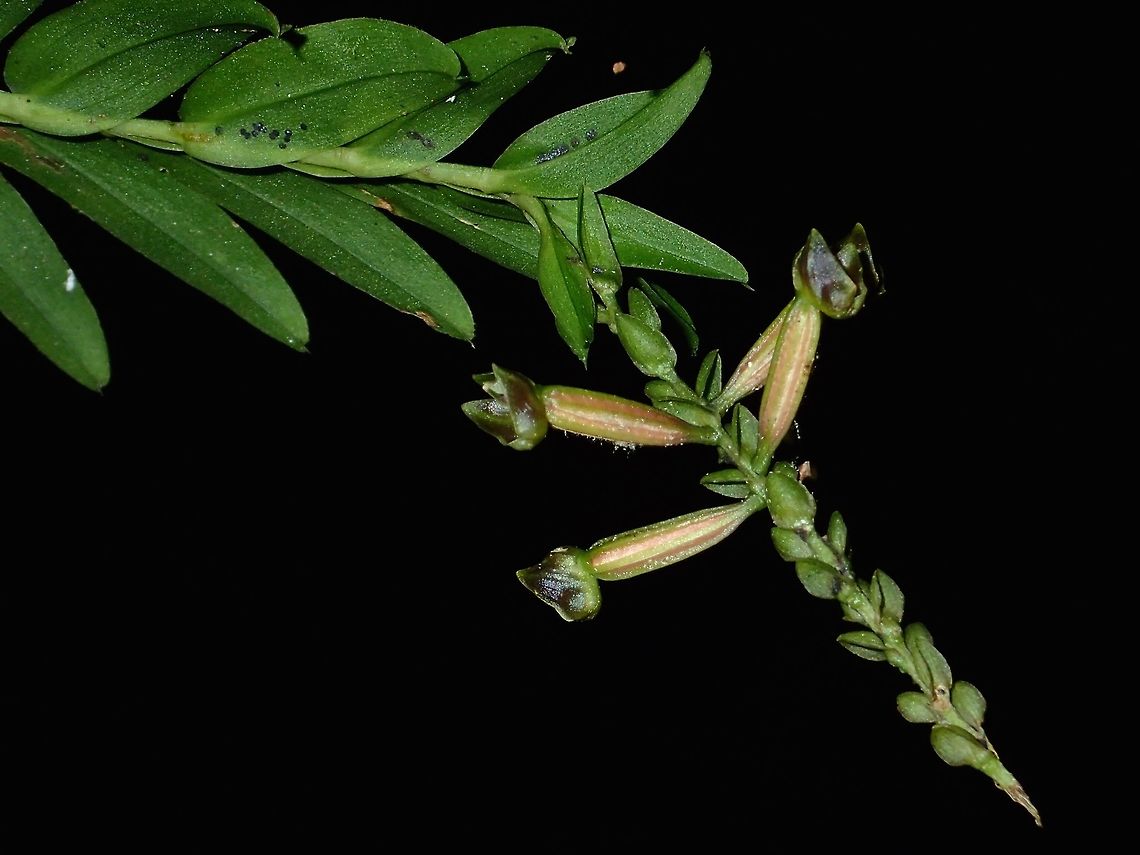 Flowers Not sure if this is an Orchid or another flower/plant Fall,Flower,Geotagged,Malaysia,Plant,Sabah,Tawau
