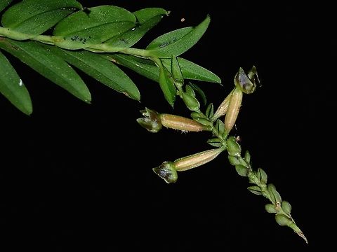 Flowers Not sure if this is an Orchid or another flower/plant Fall,Flower,Geotagged,Malaysia,Plant,Sabah,Tawau