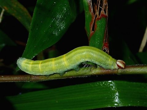 Caterpillar  Caterpillar,Fall,Geotagged,Malaysia,Sabah,Tawau