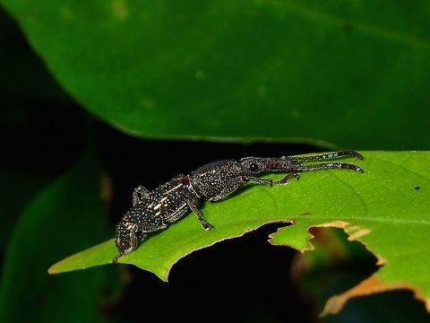 Weevil  Beetle,Fall,Geotagged,Malaysia,Sabah,Tawau,Weevil