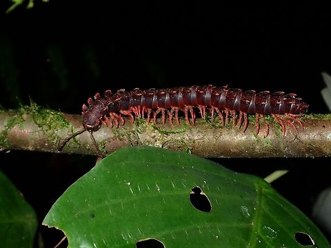 Millipede Millipede with pinkish legs Fall,Geotagged,Malaysia,Millipede,Sabah,Tawau