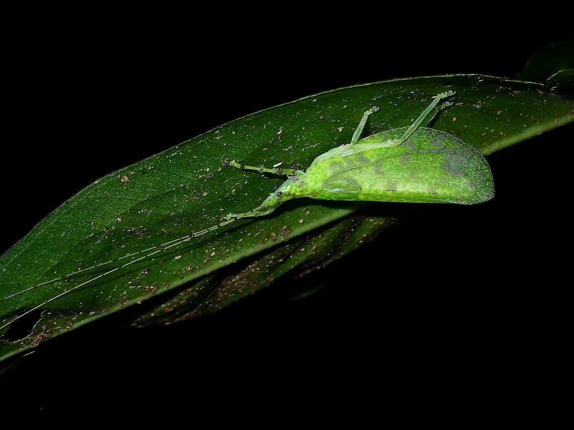 Leaf Katydid  Fall,Geotagged,Katydid,Lacipoda immunda,Leaf Katydid,Malaysia,Sabah,Tawau