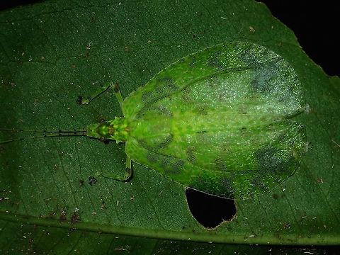 Flattened Leaf Katydid This is the same Leaf Katydid as previous Spotting, after being seen, it flattened its body onto the leaf, probably for better camouflage. Fall,Geotagged,Katydid,Lacipoda immunda,Leaf Katydid,Malaysia,Sabah,Tawau