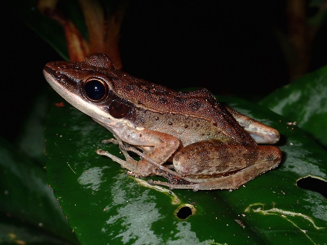 Cricket Frog - Amnirana nicobariensis, Updated as Indosylvirana nicobariensis  Amnirana nicobariensis,Cricket Frog,Fall,Frog,Geotagged,Indosylvirana nicobariensis,Malaysia,Sabah,Tawau