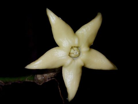 Flower Small white flower on a vine type of plant Fall,Flower,Geotagged,Malaysia,Plant,Sabah,Tawau