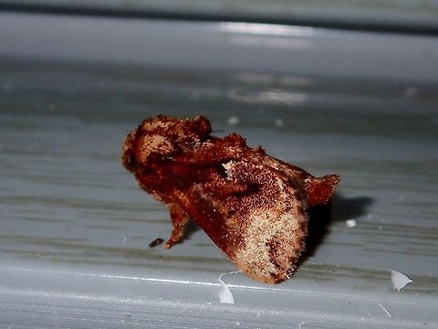 Moth Small Moth, attracted by the lights of the building at Tawau Hills Park at night. Fall,Geotagged,Malaysia,Moth,Sabah,Tawau