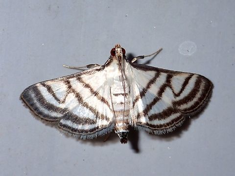 Moth Small silverish Moth with brown stripes, attracted to the lights of the buildings at Tawau Hills Park at night. Fall,Geotagged,Malaysia,Moth,Sabah,Tawau,moth week 2018