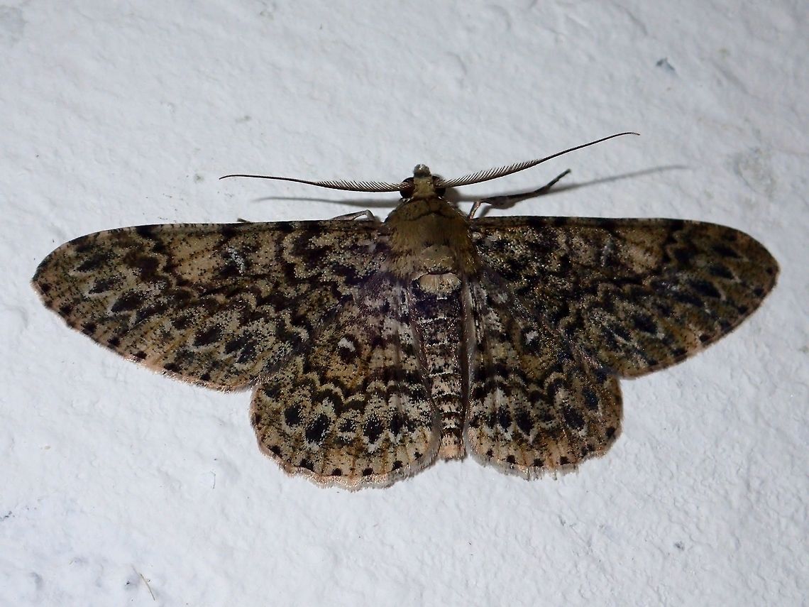 Moth Medium sized Moth with intricate markings, attracted by the lights of the buildings at Tawau Hills Park at night. Fall,Geotagged,Malaysia,Moth,Sabah,Tawau