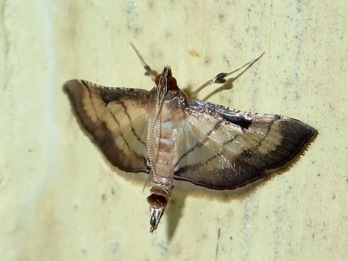 Pearl Moth - Cnaphalocrocis patnalis Small sized Moth attracted by the lights of the buildings at Tawau Hills Park at night. Cnaphalocrocis patnalis,Fall,Geotagged,Malaysia,Moth,Sabah,Tawau