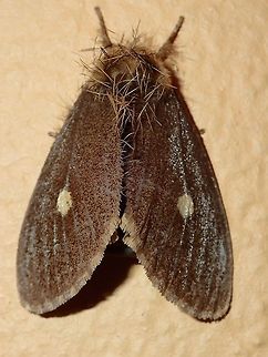 Moth Moth, attracted by the lights of the buildings at Tawau Hills Park at night.
Not sure if the hairy stuff on the head is the hair pencil, which are pheromone signaling structures present in lepidopteran males. Fall,Geotagged,Malaysia,Moth,Sabah,Tawau