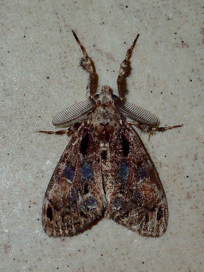 Moth Moth, attracted by the lights of the buildings at Tawau Hills Park at night. Fall,Geotagged,Malaysia,Moth,Sabah,Tawau