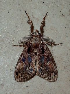 Moth Moth, attracted by the lights of the buildings at Tawau Hills Park at night. Fall,Geotagged,Malaysia,Moth,Sabah,Tawau