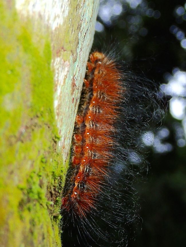 Caterpillar Hairy brown Caterpillar Caterpillar,Fall,Geotagged,Malaysia,Sabah,Tawau