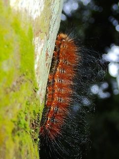 Caterpillar Hairy brown Caterpillar Caterpillar,Fall,Geotagged,Malaysia,Sabah,Tawau