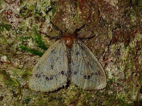 Moth Camouflage Saw this Moth on the trunk of a tree, it is very well camouflaged there. Fall,Geotagged,Malaysia,Moth,Sabah,Tawau