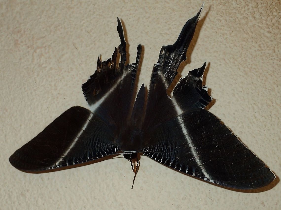 Tropical Swallowtail Moth This large Moth was probably the most common Moth to be seen at Tawau Hills Park.<br />
During the night, they are attracted by the lights of the building and each morning, I can easily see at least 8-10 of them.  I also see them in the forest during night walks, but they get edgy and fly away when I put my lights on them. Fall,Geotagged,Lyssa zampa,Malaysia,Moth,Sabah,Tropical Swallow Tail Moth